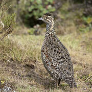 Moorland Francolin