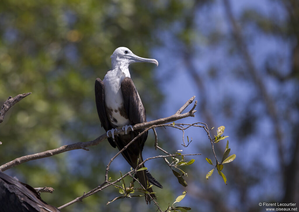 Magnificent Frigatebirdimmature