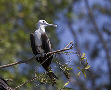 Magnificent Frigatebird