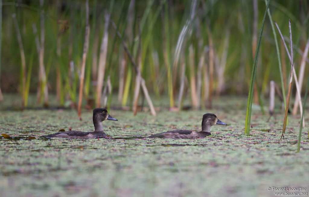 Ring-necked Duck