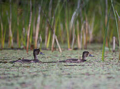 Ring-necked Duck