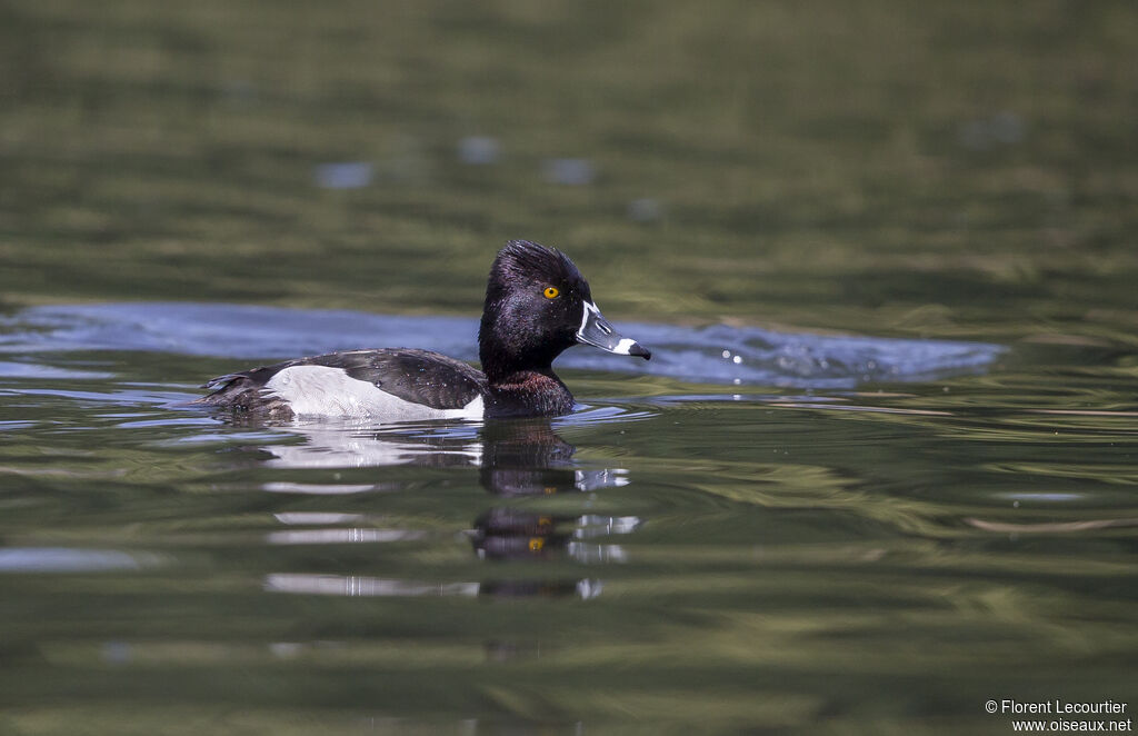 Ring-necked Duck male