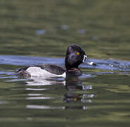 Ring-necked Duck