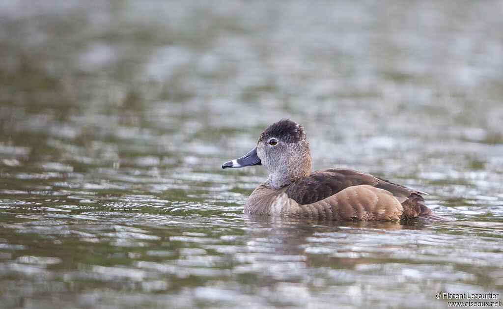 Ring-necked Duck female