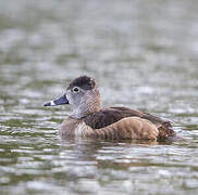 Ring-necked Duck