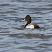 Lesser Scaup