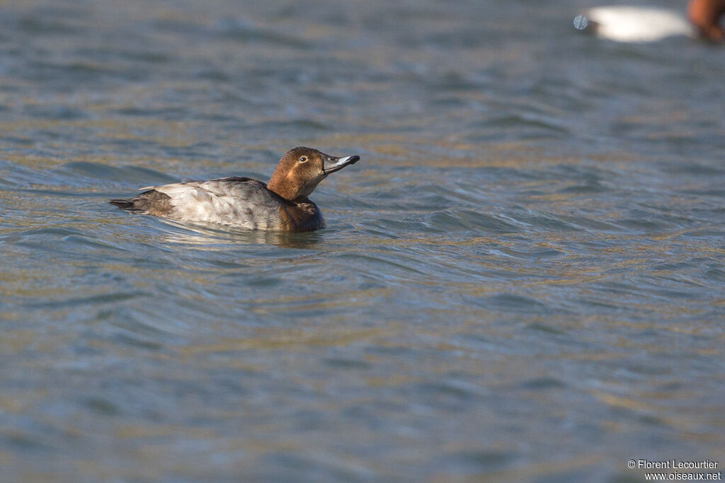 Common Pochard female