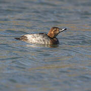 Common Pochard