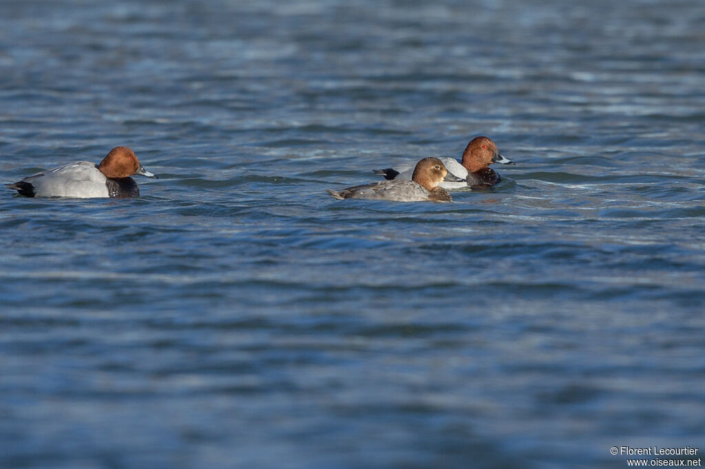 Common Pochard