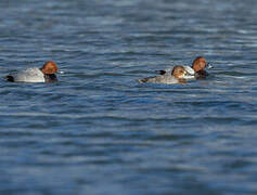 Common Pochard