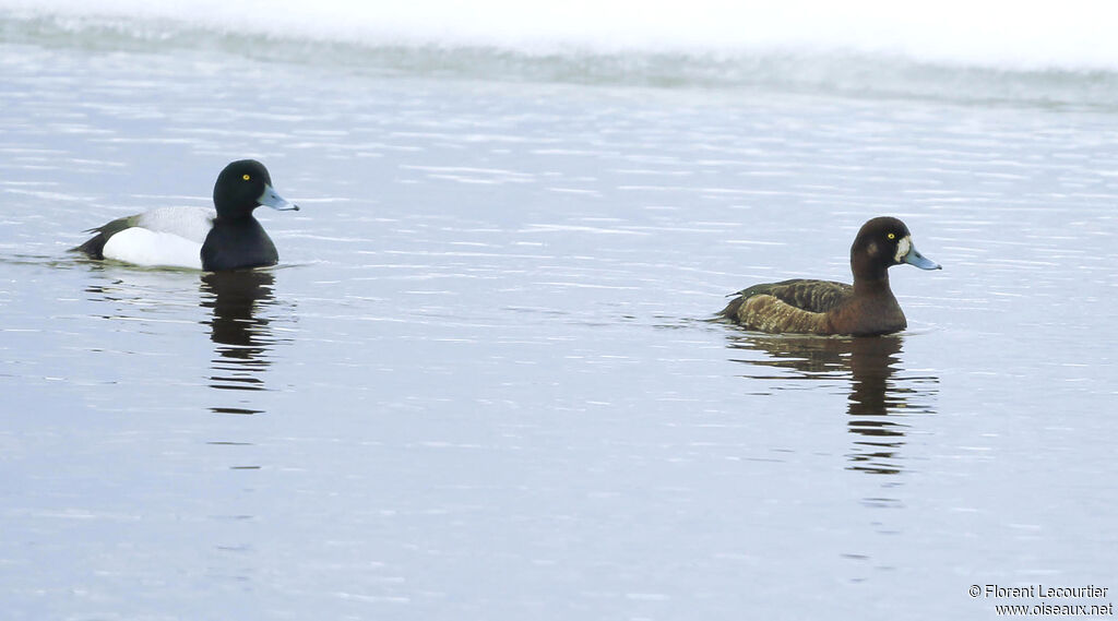 Greater Scaupadult