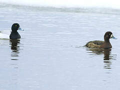 Greater Scaup