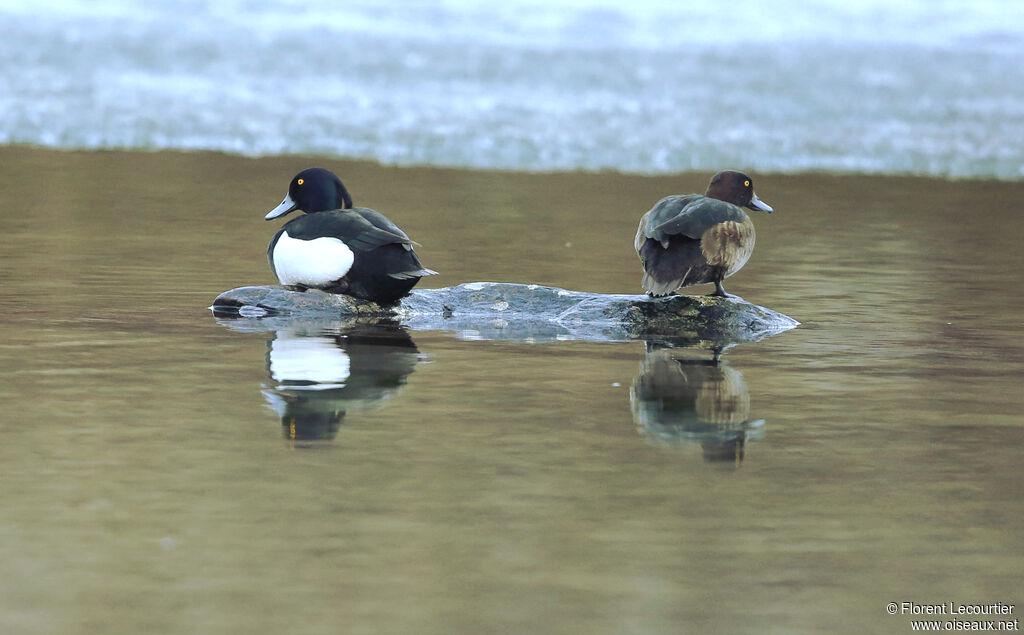 Tufted Duckadult