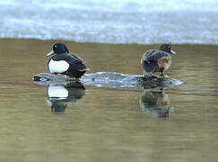 Tufted Duck