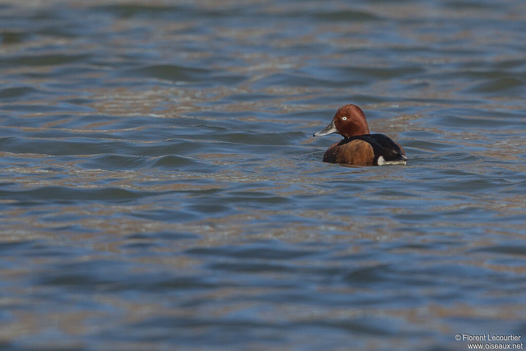 Ferruginous Duck