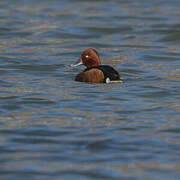 Ferruginous Duck