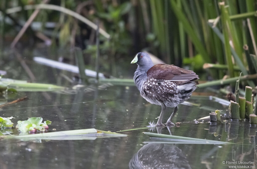 Spot-flanked Gallinule