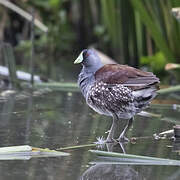 Spot-flanked Gallinule