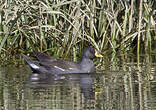Gallinule africaine