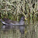 Gallinule africaine