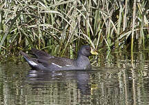 Gallinule africaine