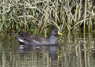 Gallinule africaine