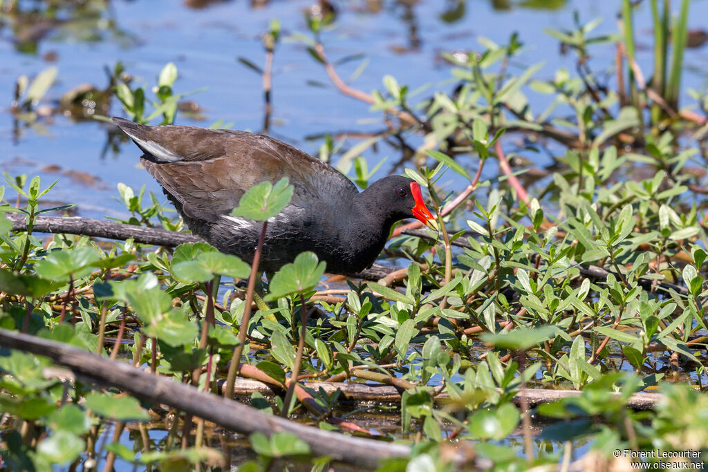 Gallinule d'Amériqueadulte