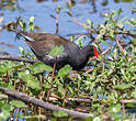 Gallinule d'Amérique