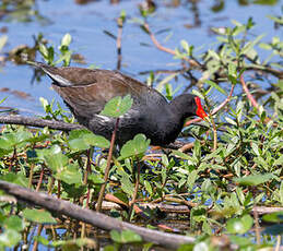 Gallinule d'Amérique