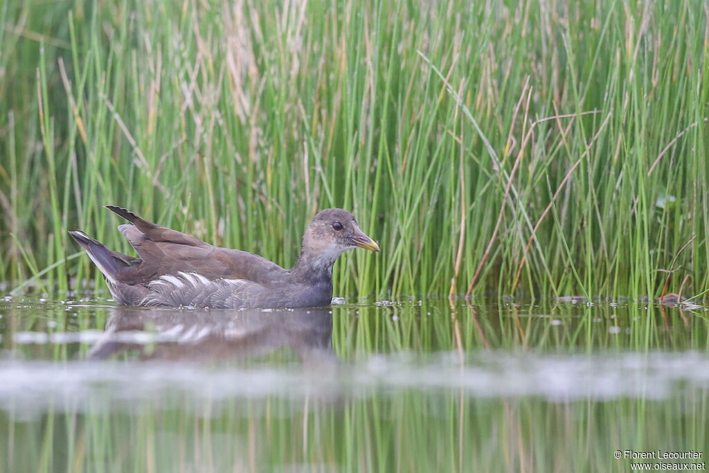 Gallinule poule-d'eaujuvénile