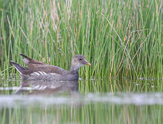 Common Moorhen