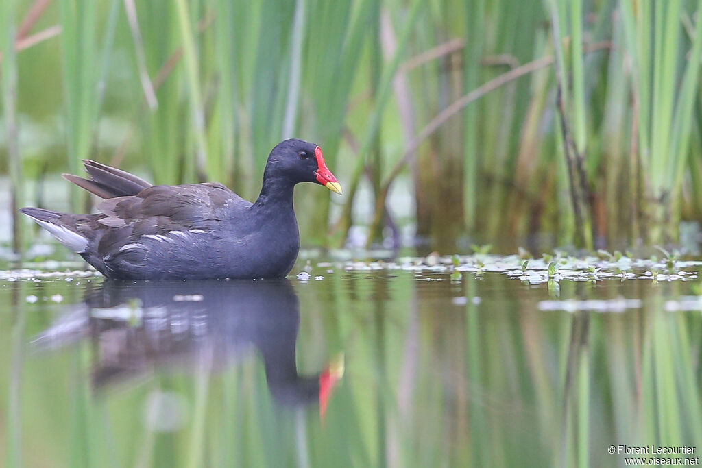 Common Moorhen