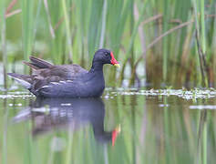 Common Moorhen