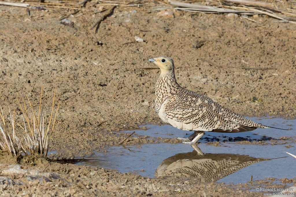 Chestnut-bellied Sandgrouse female