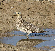 Chestnut-bellied Sandgrouse