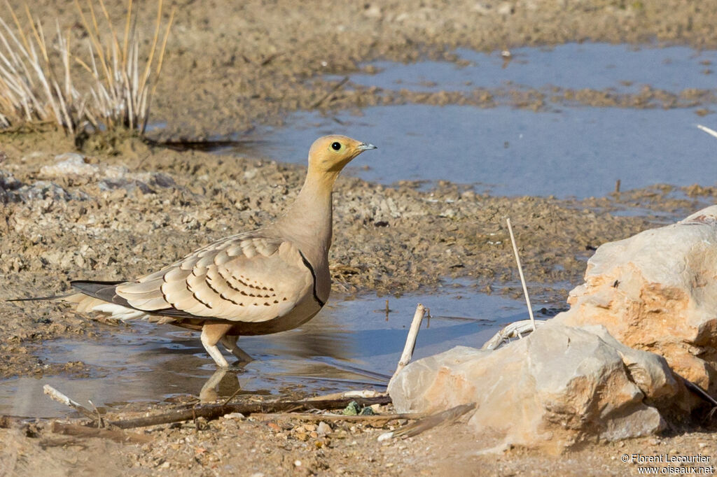 Chestnut-bellied Sandgrouse male