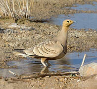 Chestnut-bellied Sandgrouse