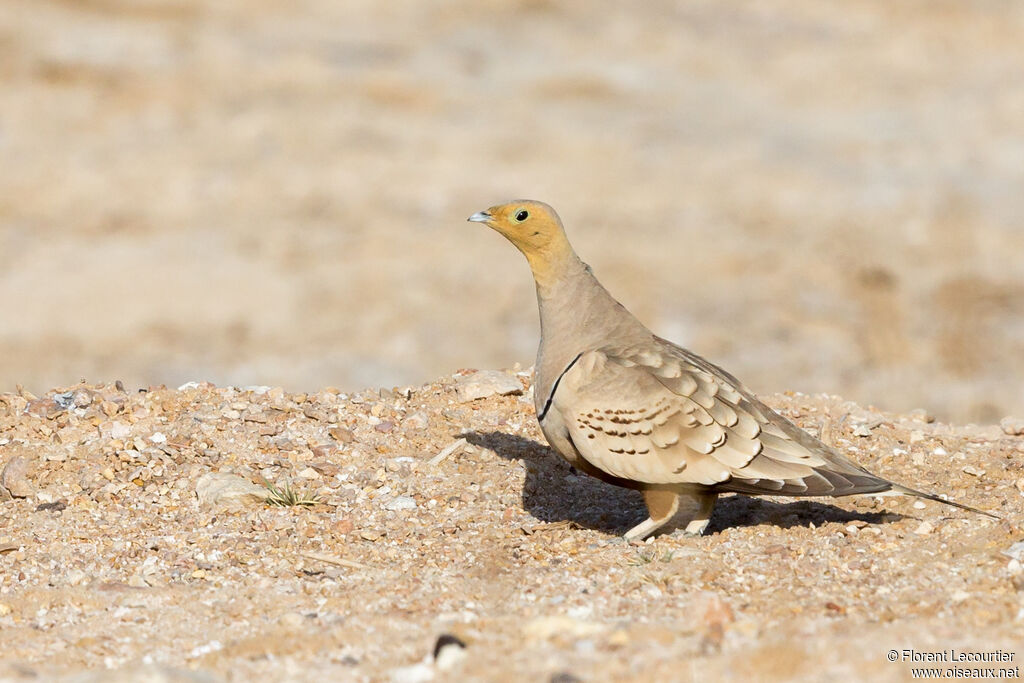 Chestnut-bellied Sandgrouse male