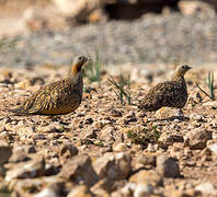 Black-bellied Sandgrouse