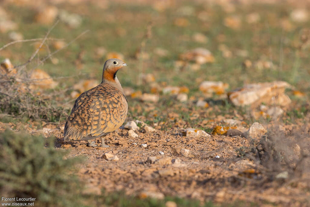 Black-bellied Sandgrouse male adult