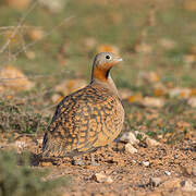 Black-bellied Sandgrouse