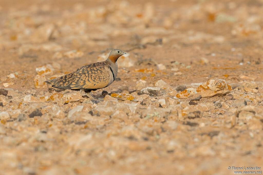 Black-bellied Sandgrouse male