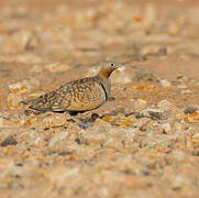 Black-bellied Sandgrouse