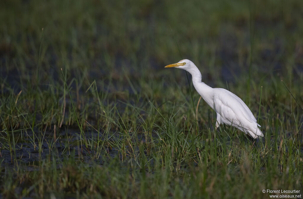 Eastern Cattle Egret