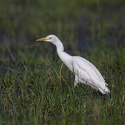 Eastern Cattle Egret