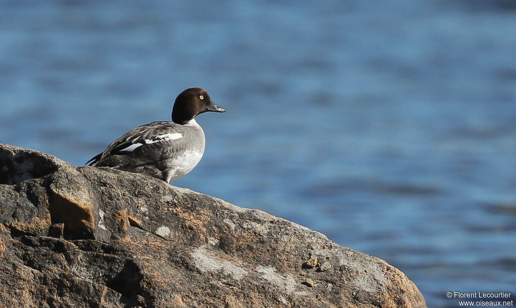 Common Goldeneye female