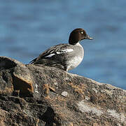 Common Goldeneye