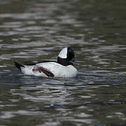 Bufflehead