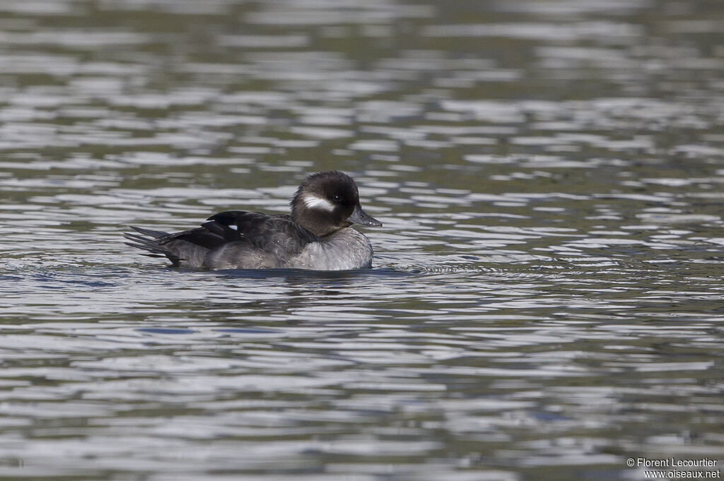 Bufflehead female adult