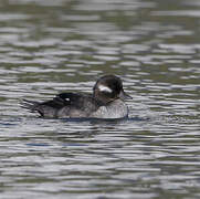 Bufflehead